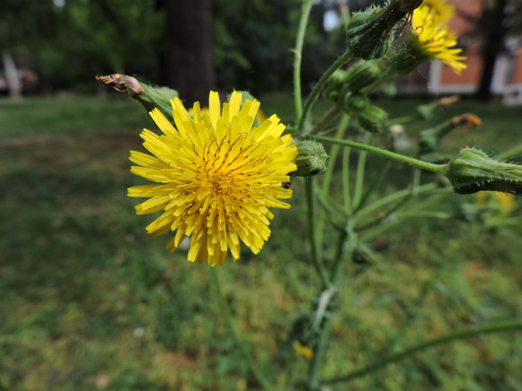 Sonchus oleraceus (Asteraceae)